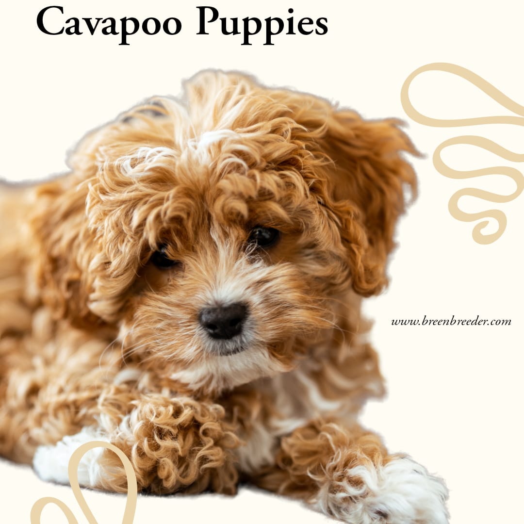 Buy and Sell cockapoo Dogs & Puppies online in delhi